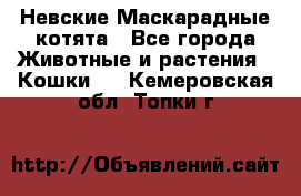 Невские Маскарадные котята - Все города Животные и растения » Кошки   . Кемеровская обл.,Топки г.